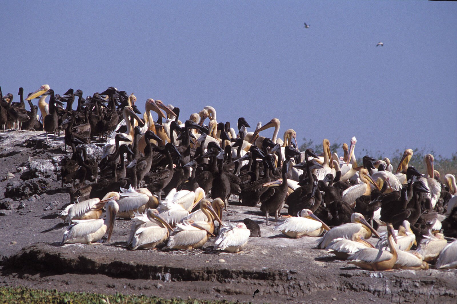 Pelicans of Djoudj National Park